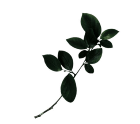 Изображение растения